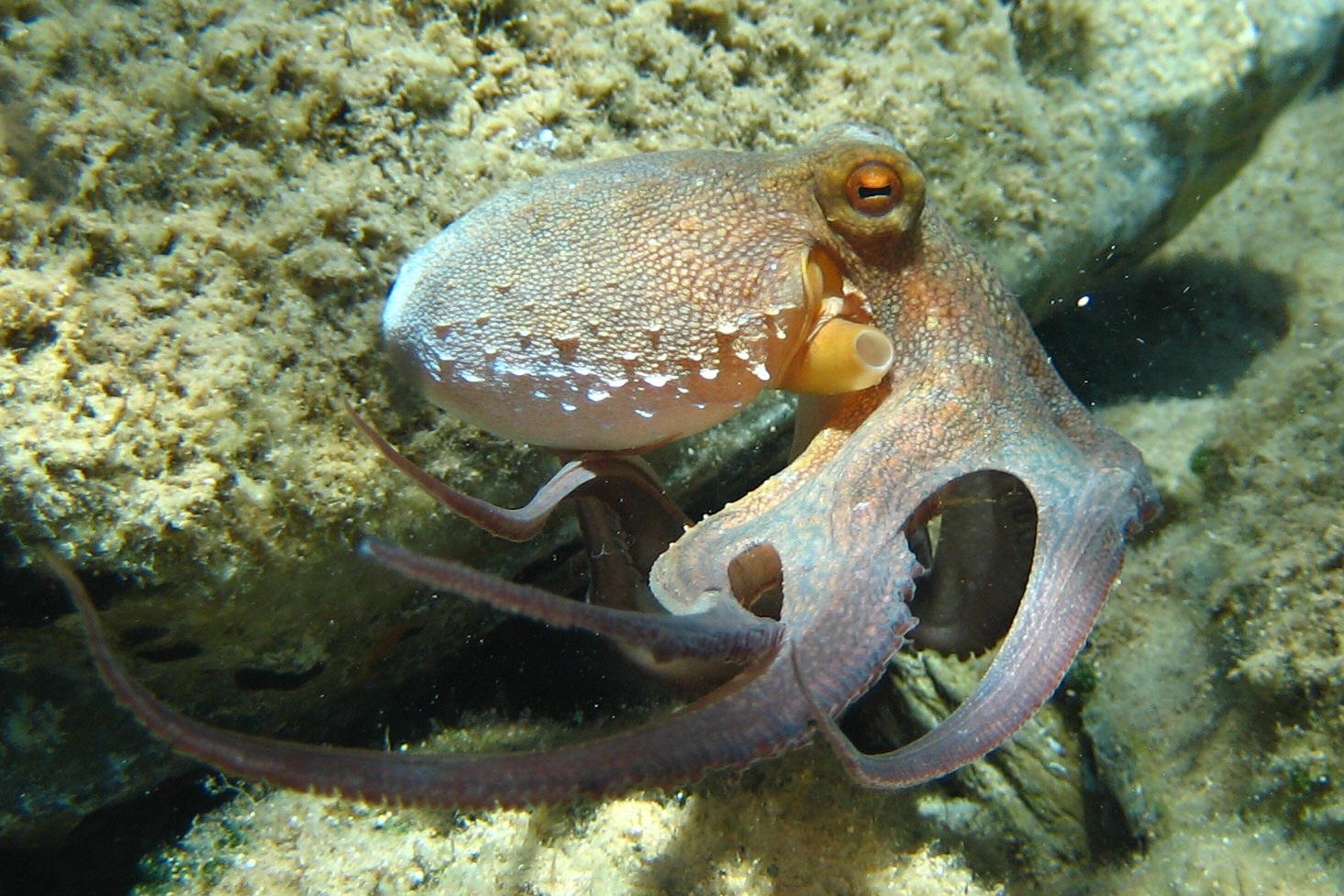 Meet the Champion: The Common Octopus (image credits: wikimedia)