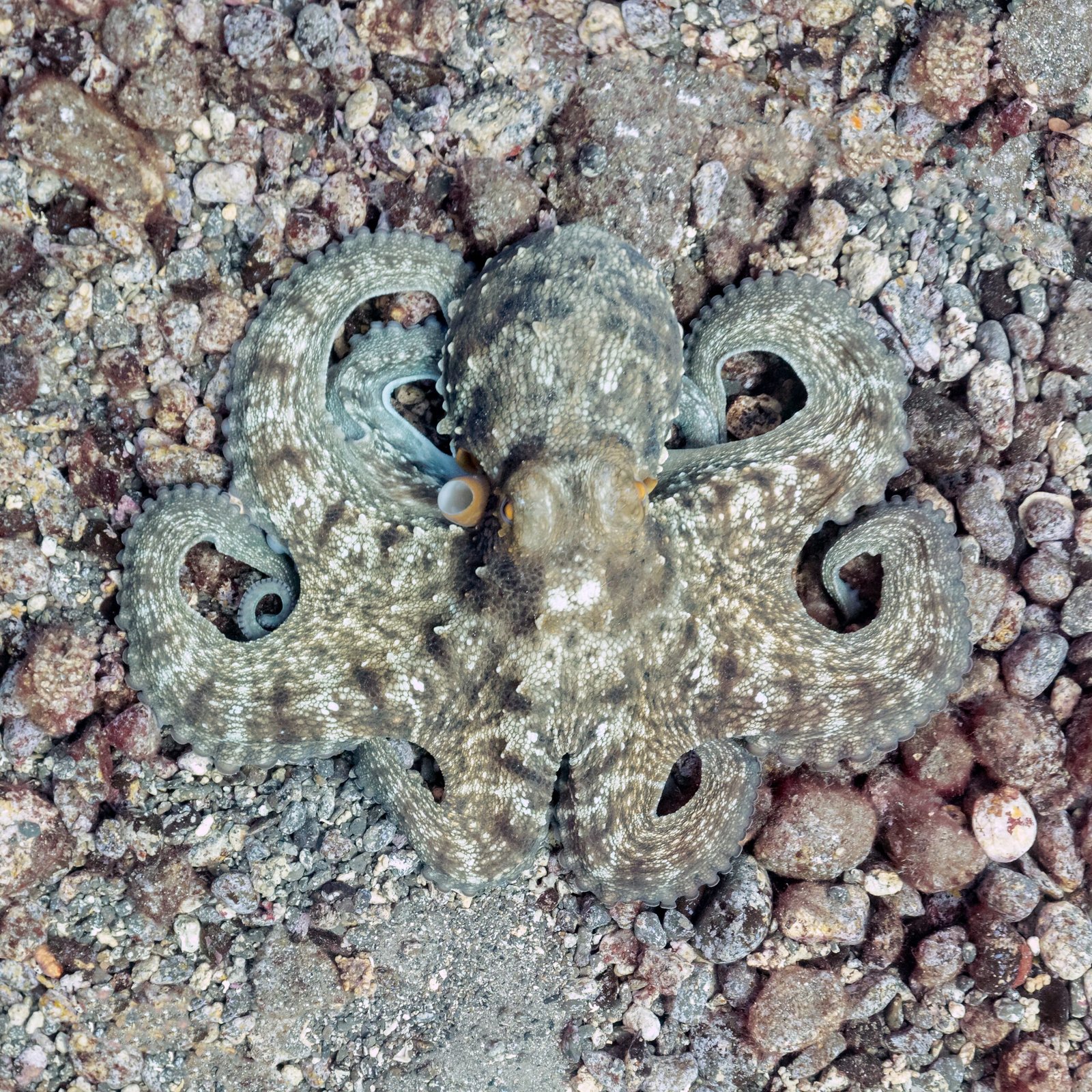 A Lasting Impression: Nature’s Great Illusionist (image credits: wikimedia)