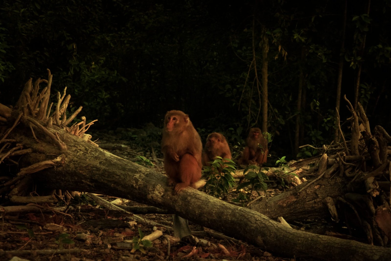 Impact on Wildlife and Ecosystems (image credits: wikimedia)