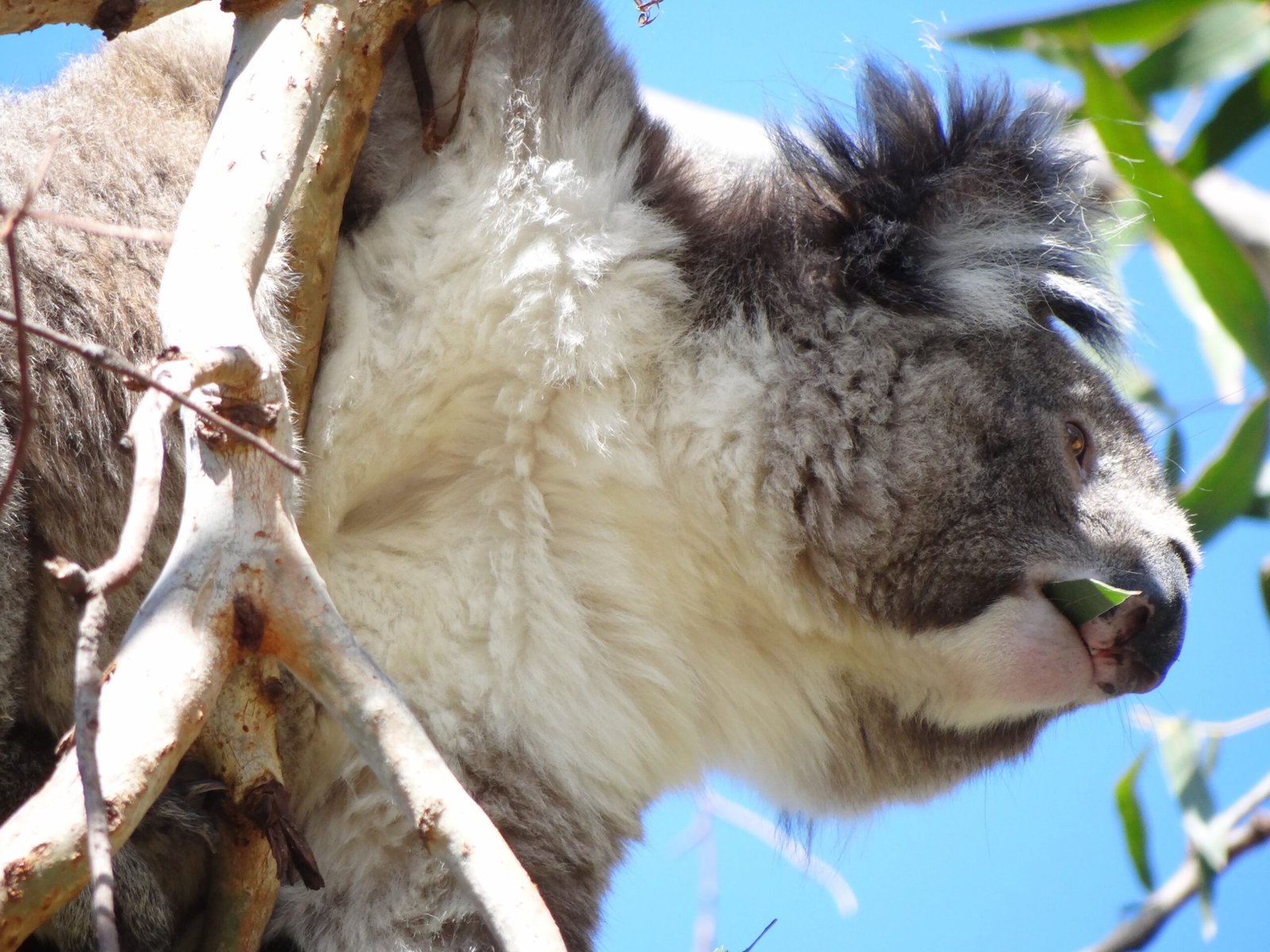 Eucalyptus Forests: The Irreplaceable Koala Habitat (image credits: wikimedia)