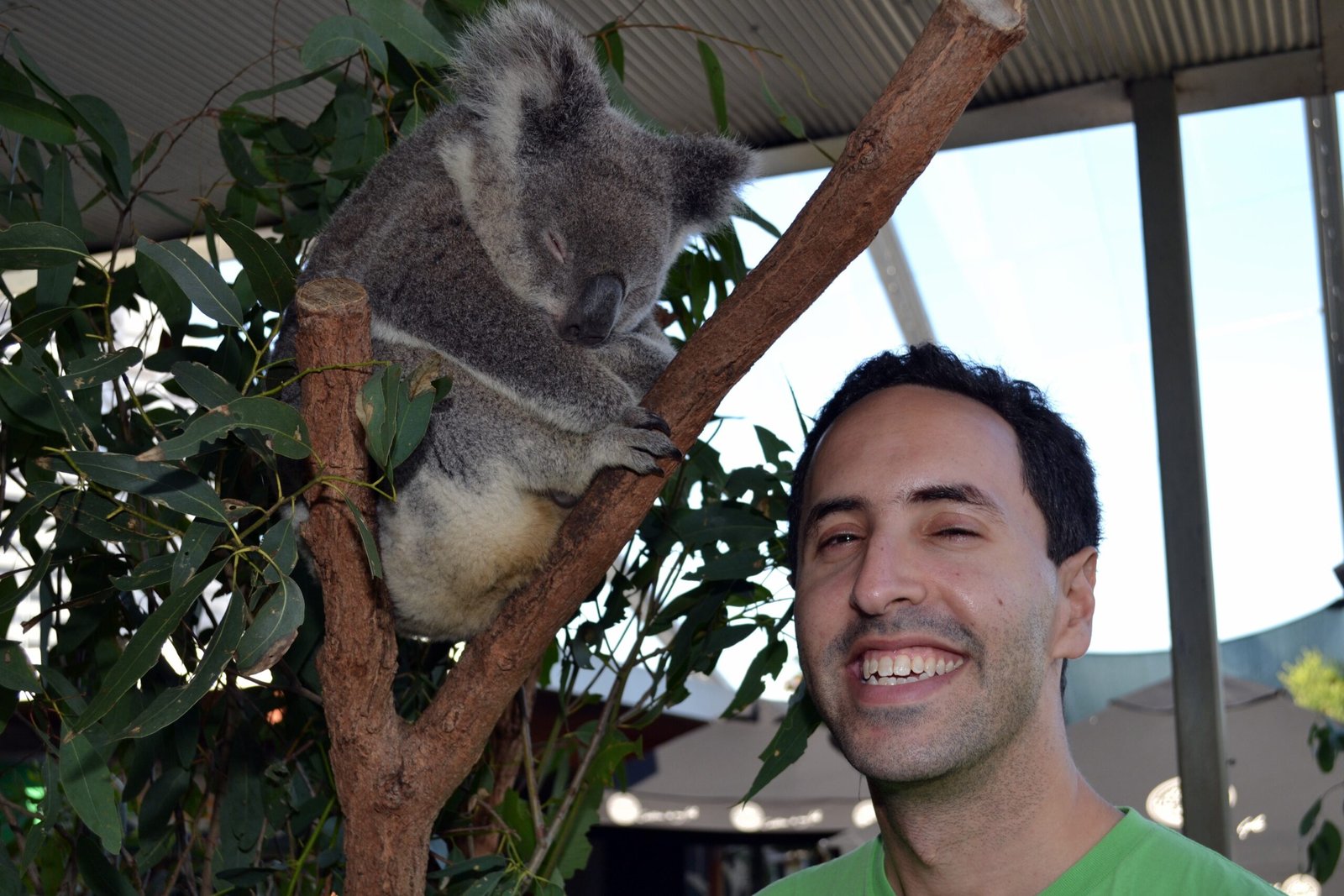 Looking Forward: Hope for the Wild Koala (image credits: wikimedia)