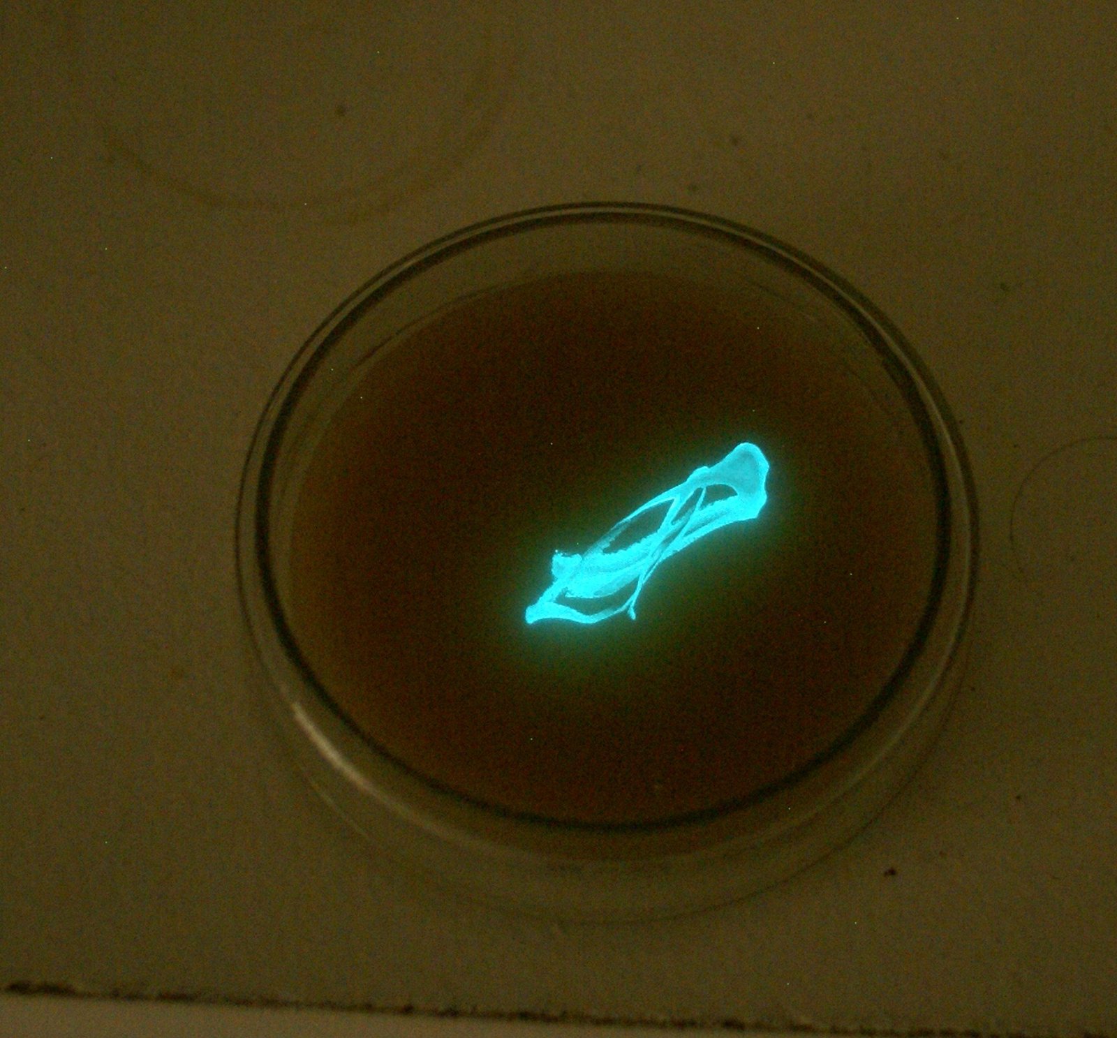 Bioluminescence: Nature’s Living Lanterns (image credits: wikimedia)