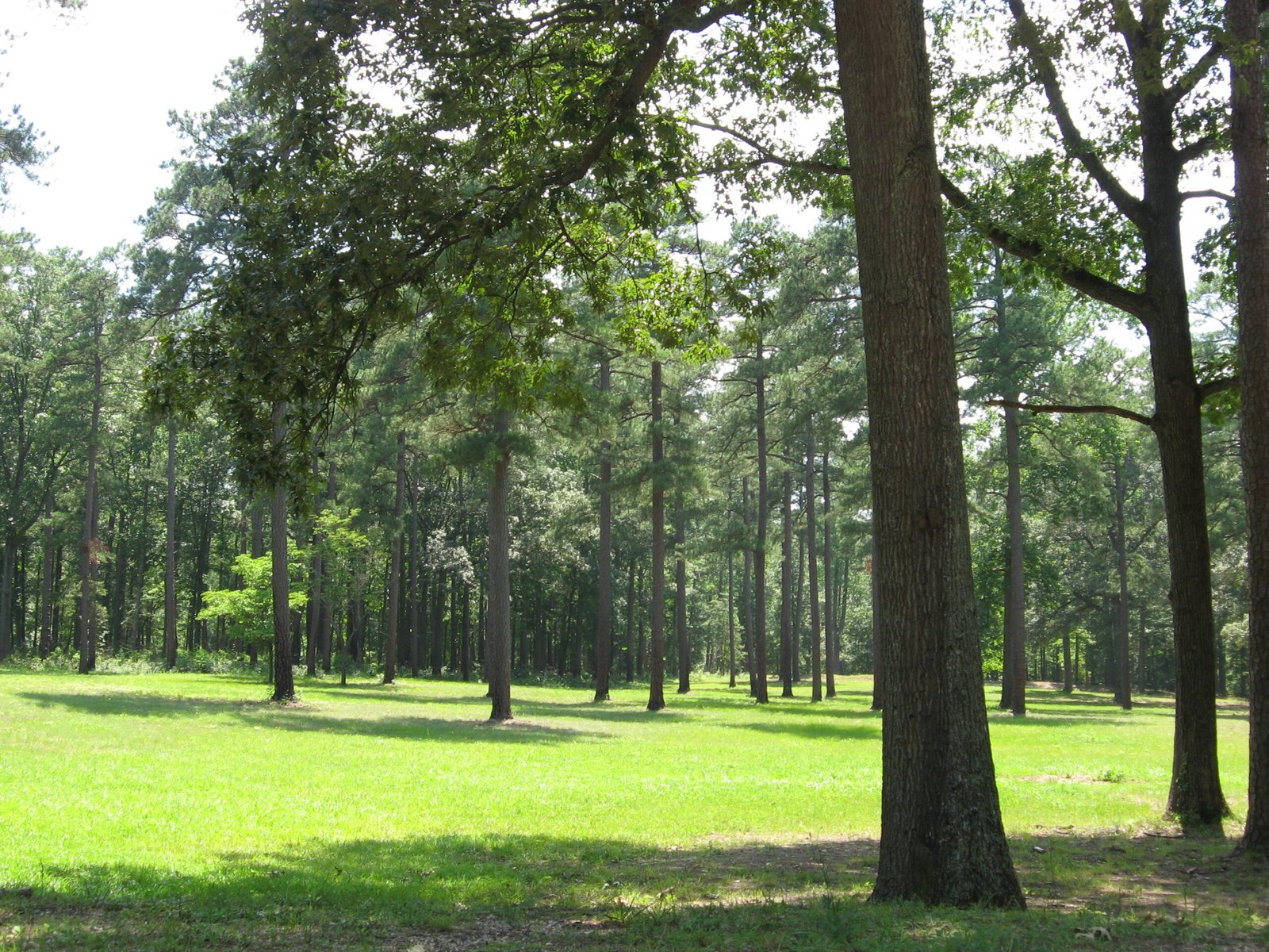 The Role of Temperature and Battlefield Environments (image credits: wikimedia)