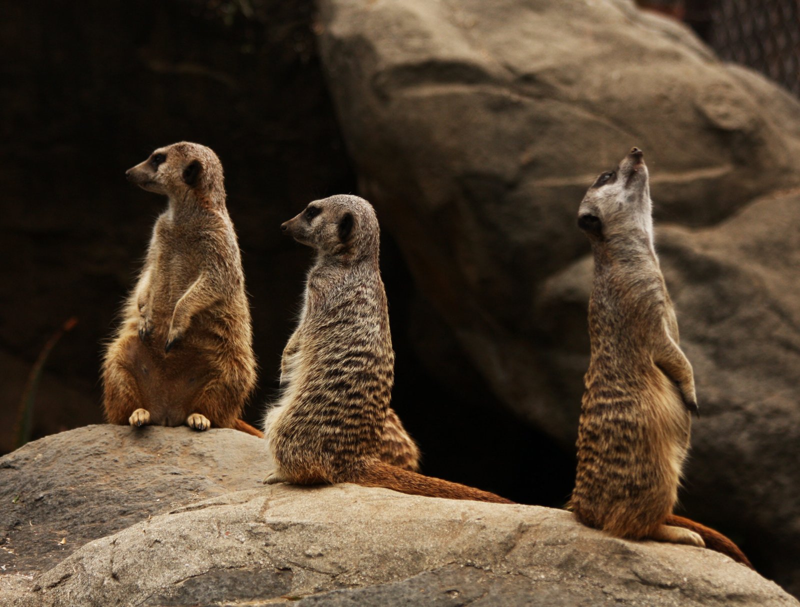 Family Above All: The Meerkat Social Structure (image credits: wikimedia)