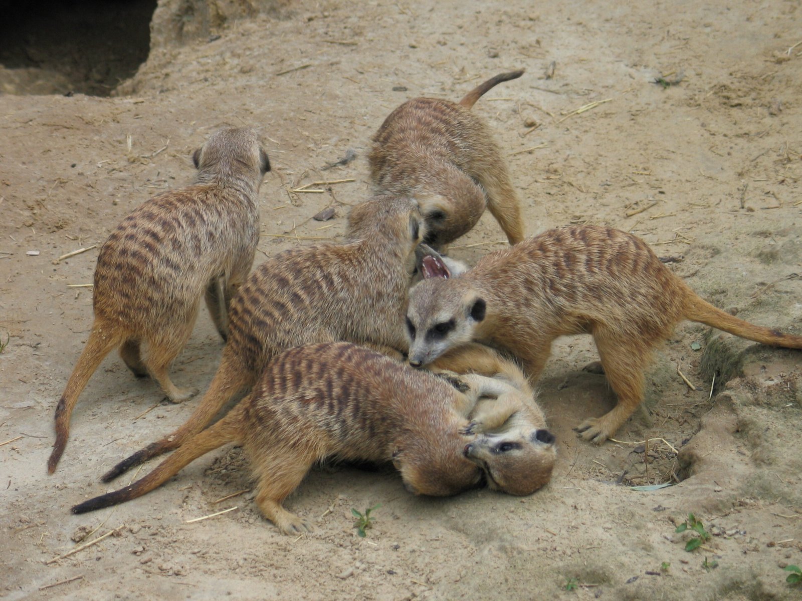 Learning Through Play and Practice (image credits: wikimedia)
