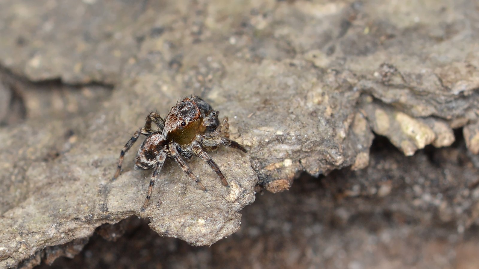 Tiny Titans: The Flea’s Gravity-Defying Leap (image credits: wikimedia)