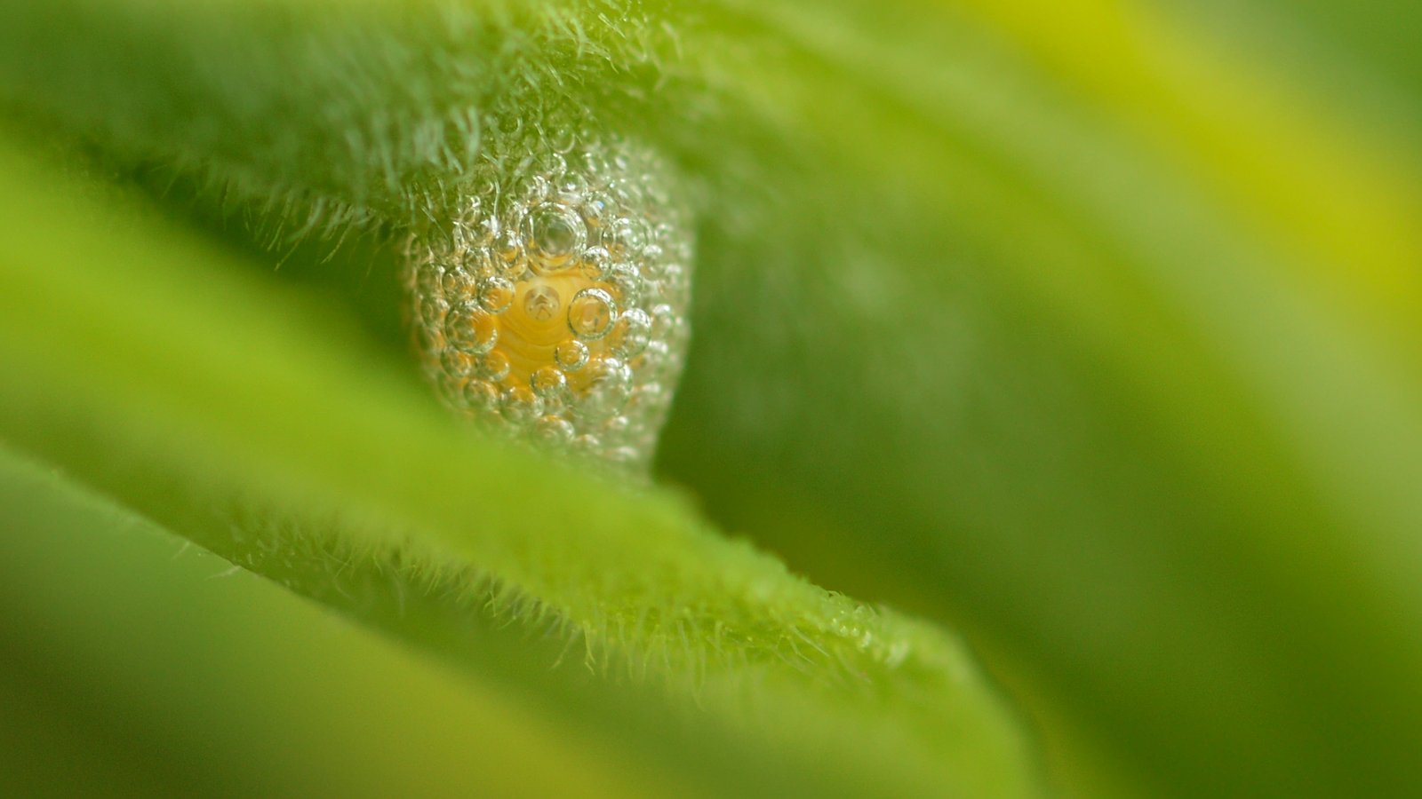 The Unsung Champions: Froghoppers and Their Supercharged Muscles (image credits: wikimedia)