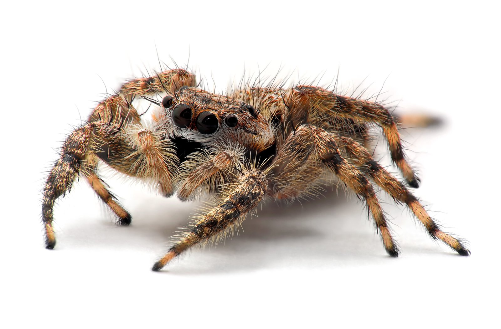 Jumping Spiders: Tiny Acrobats With Precision Aim (image credits: wikimedia)
