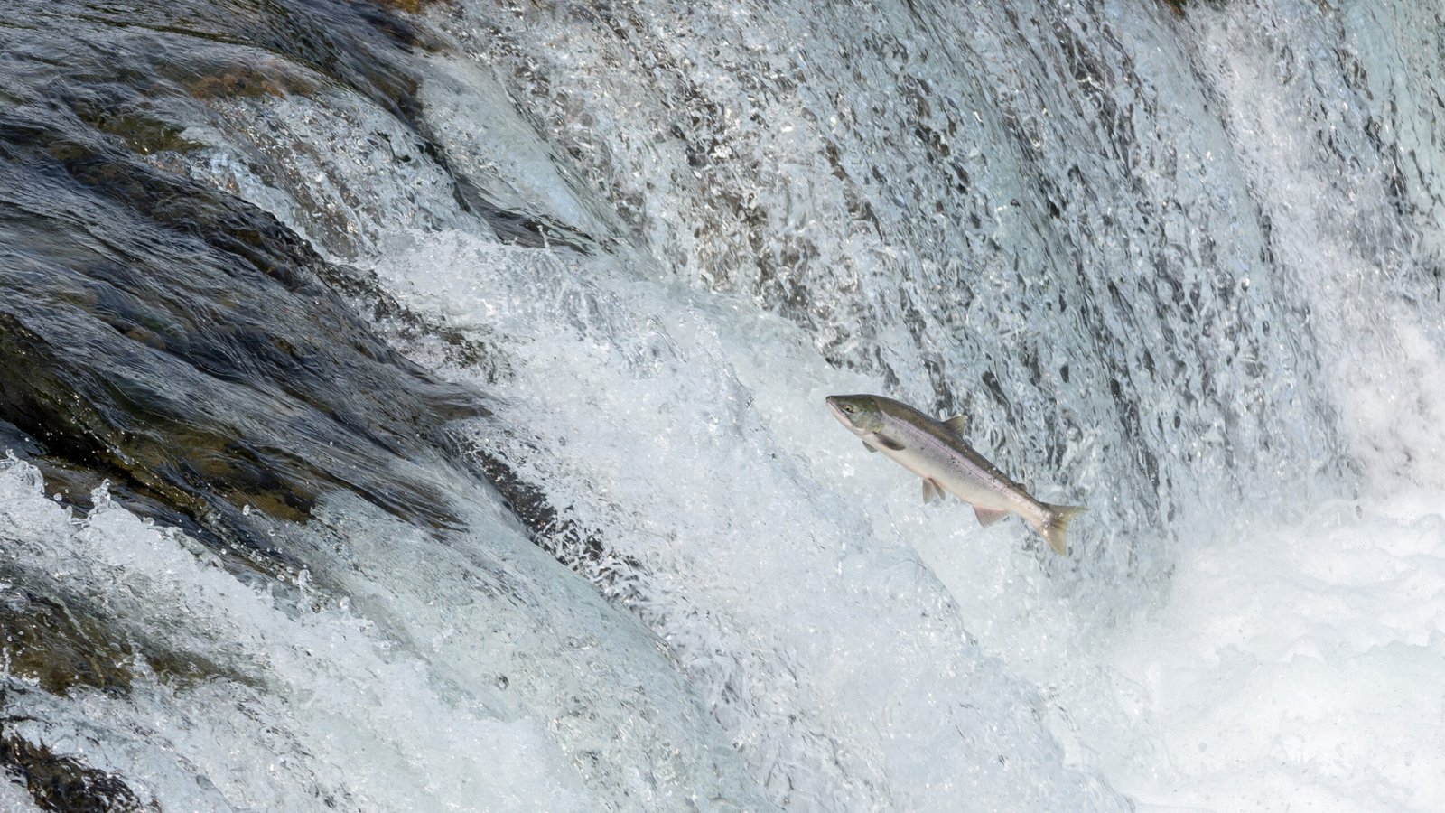 Salmon’s Gravity-Defying Journey Upstream (image credits: wikimedia)