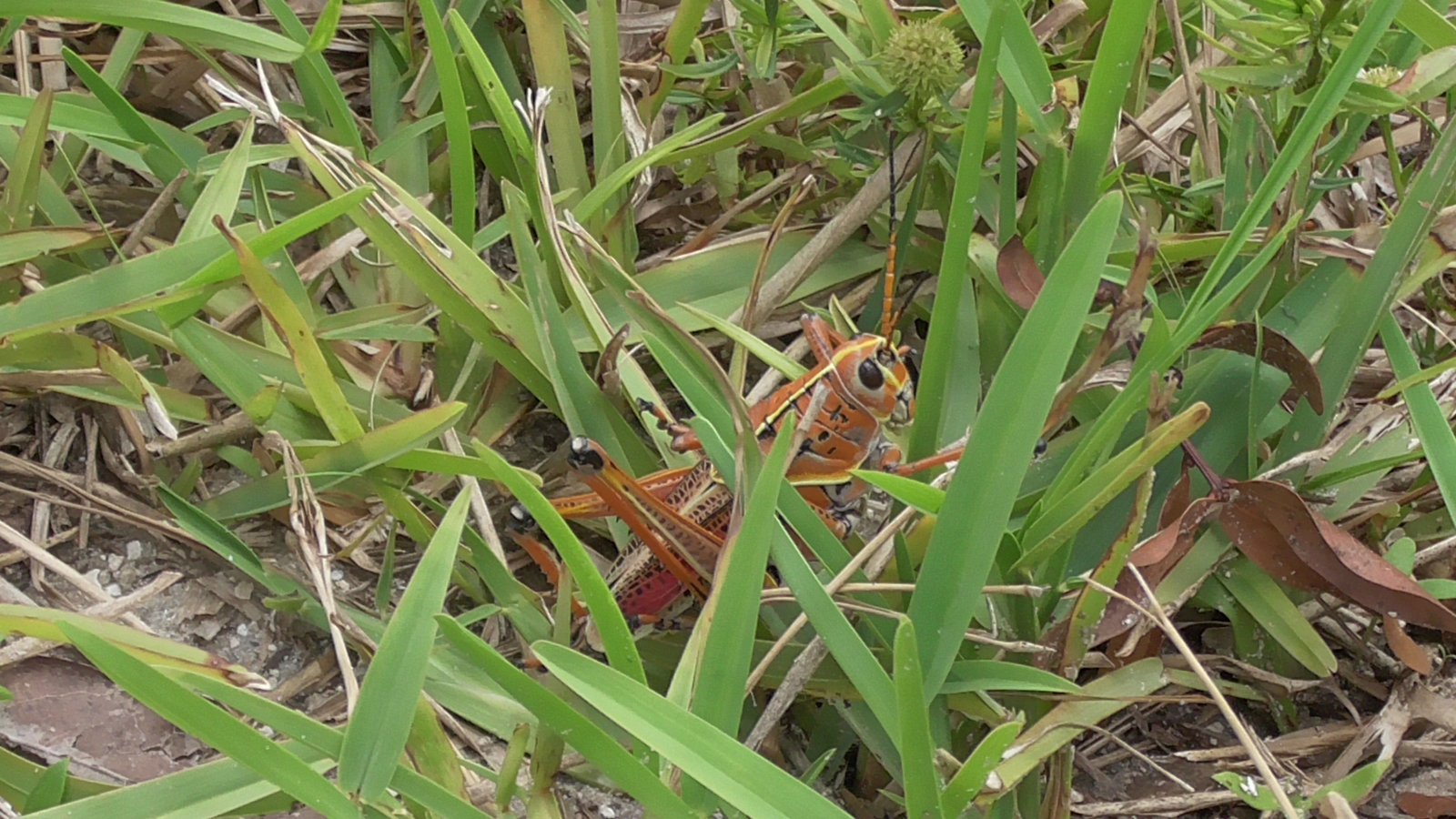 Grasshoppers: The Classic Jumping Machine (image credits: wikimedia)