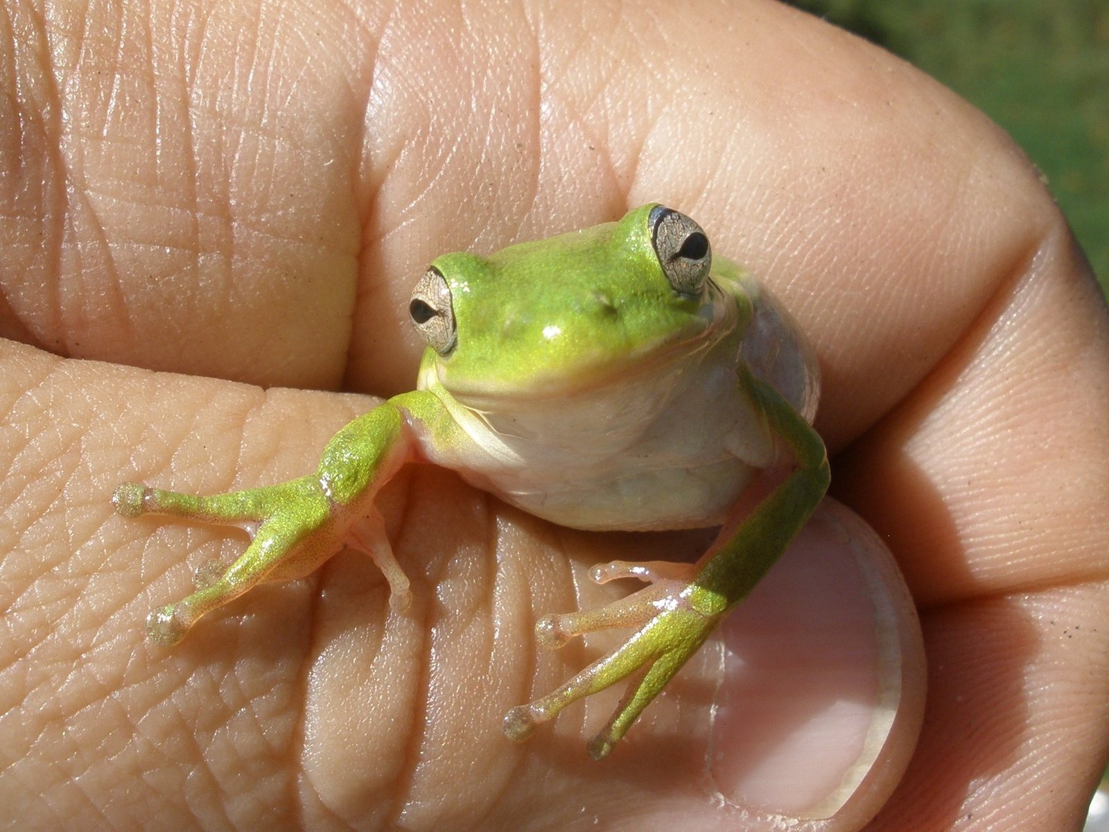 Tree Frogs: Leaping Into the Canopy (image credits: wikimedia)