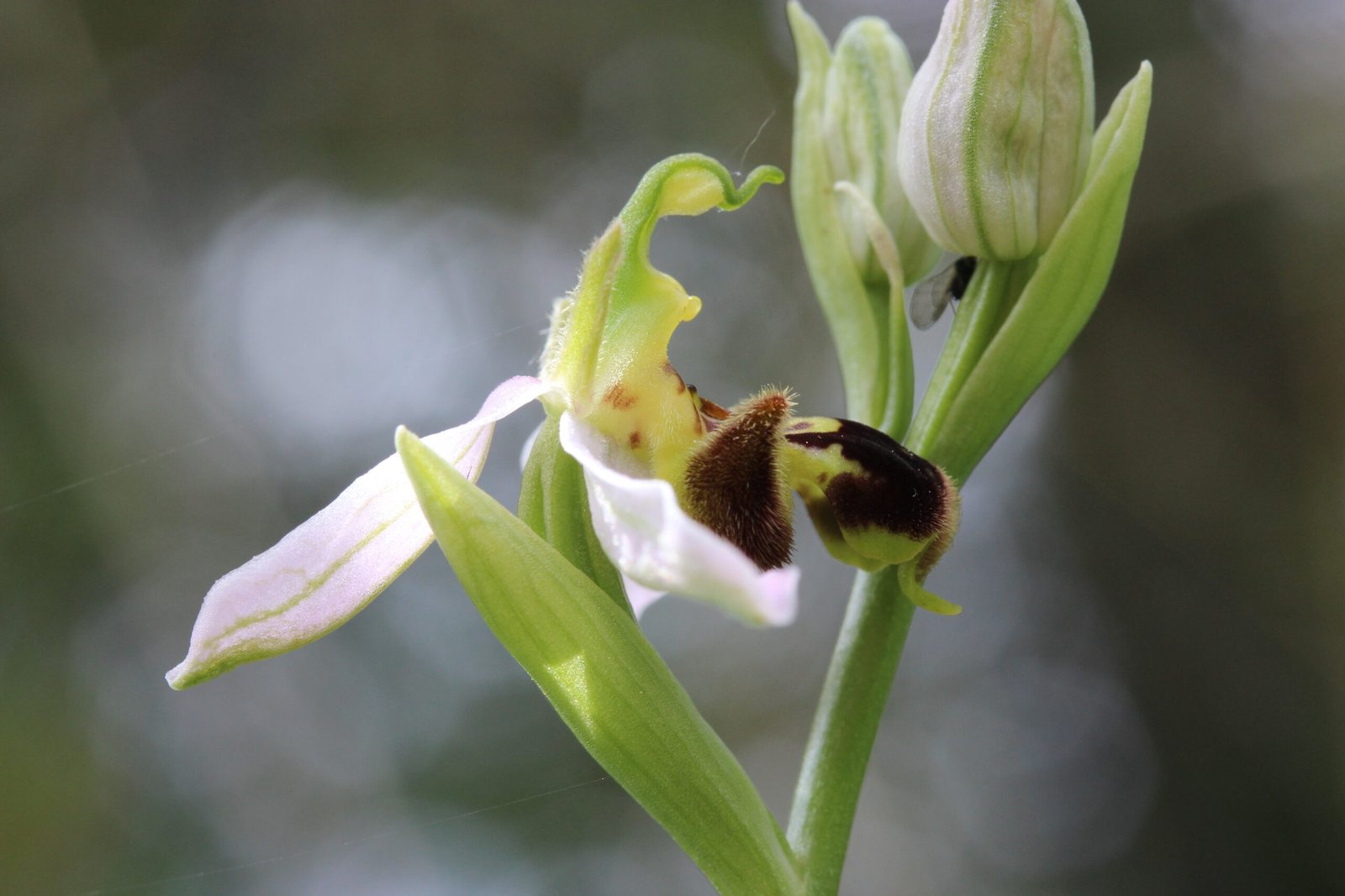 Pseudocopulation: A Risky Romance (image credits: wikimedia)