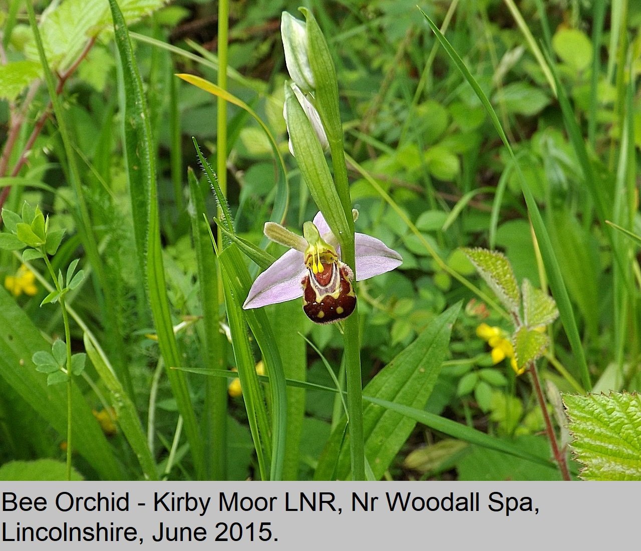 Timing is Everything: Synchronized Blooms and Bee Activity (image credits: wikimedia)