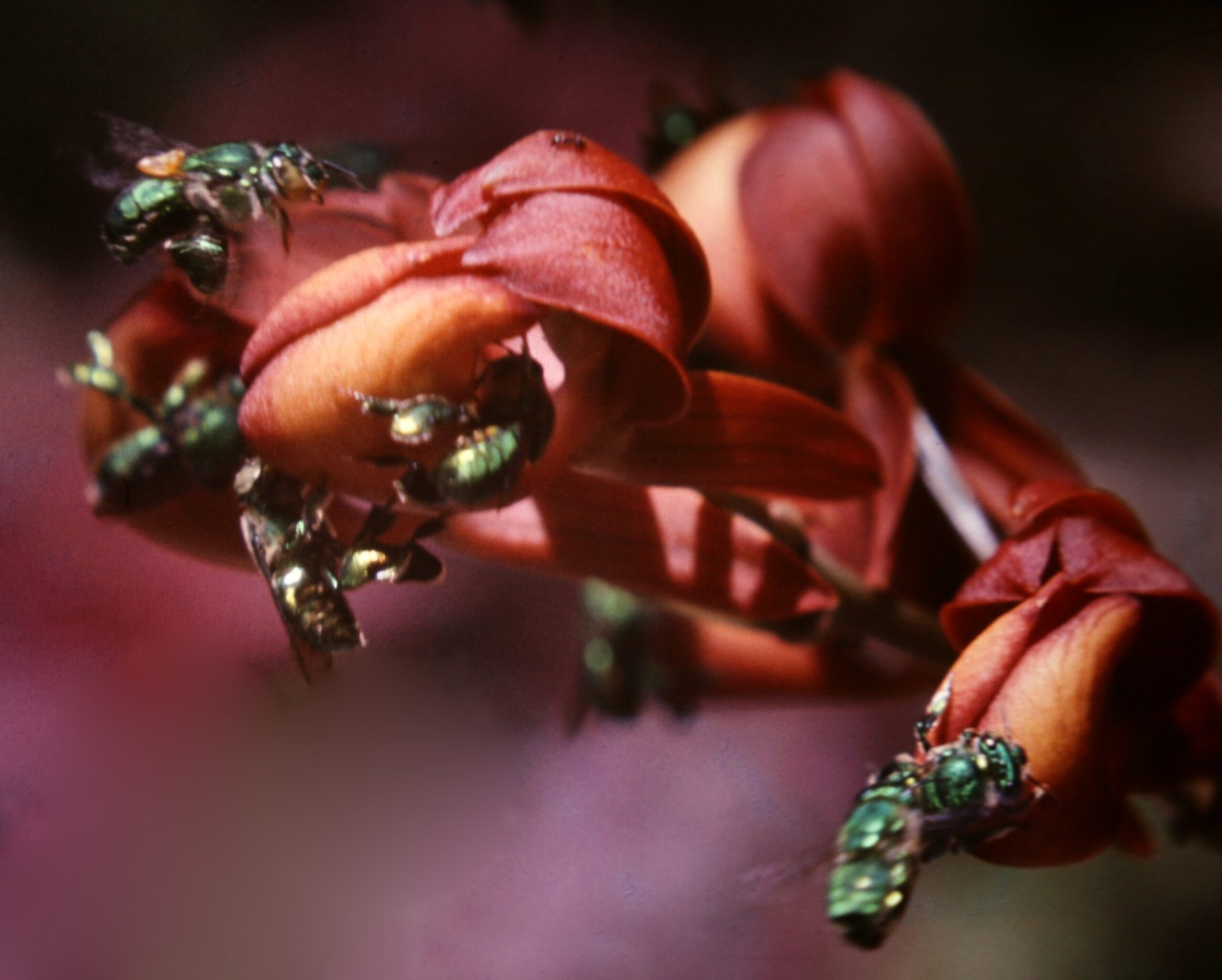 A Call to Wonder: Protecting Nature’s Greatest Tricksters (image credits: wikimedia)