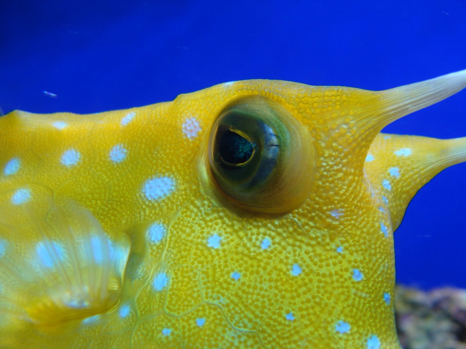 The Science of Sight: How Fish Eyes Work (image credits: wikimedia)