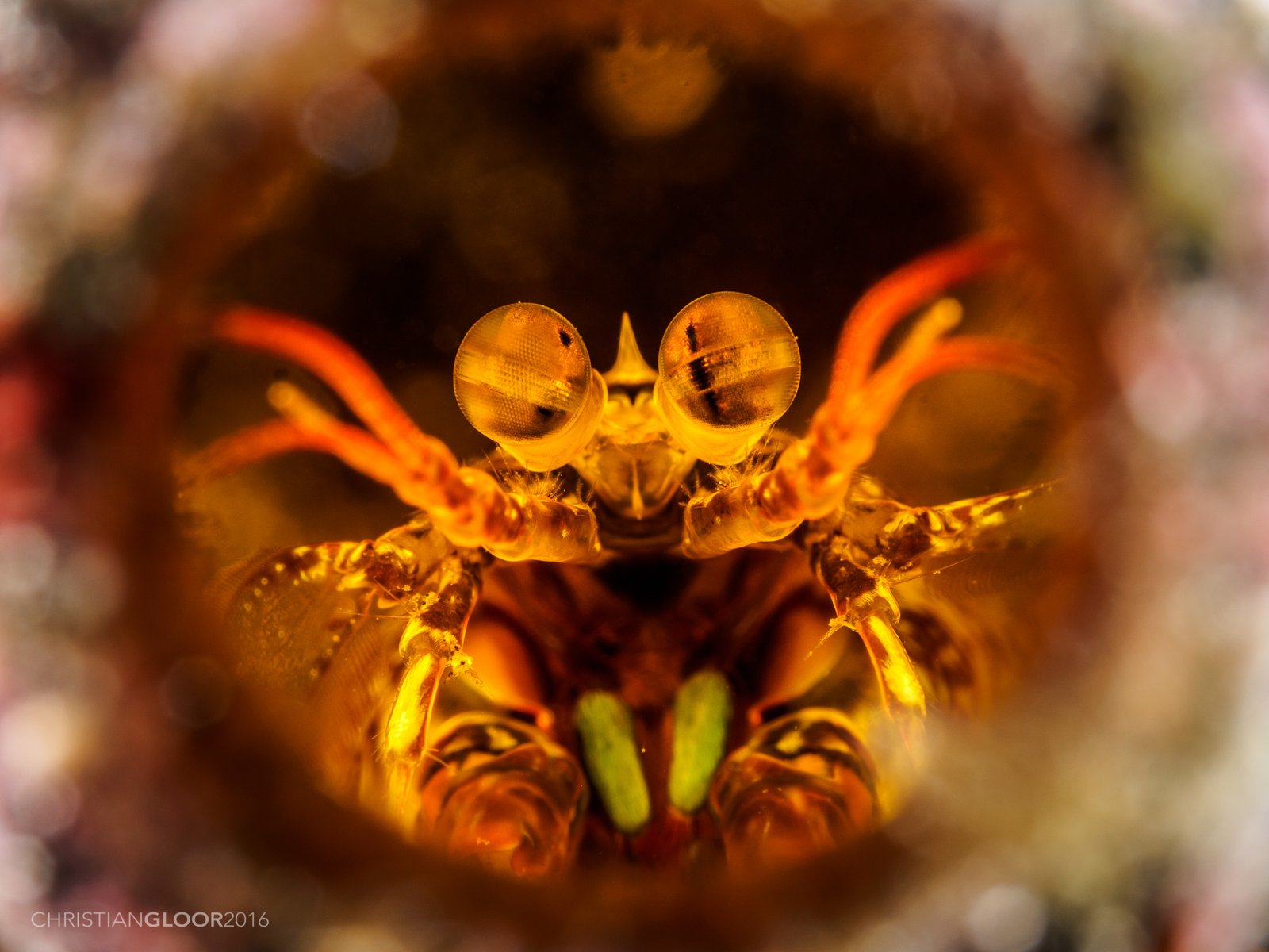 The Champions of Vision: The Mantis Shrimp and Beyond (image credits: wikimedia)