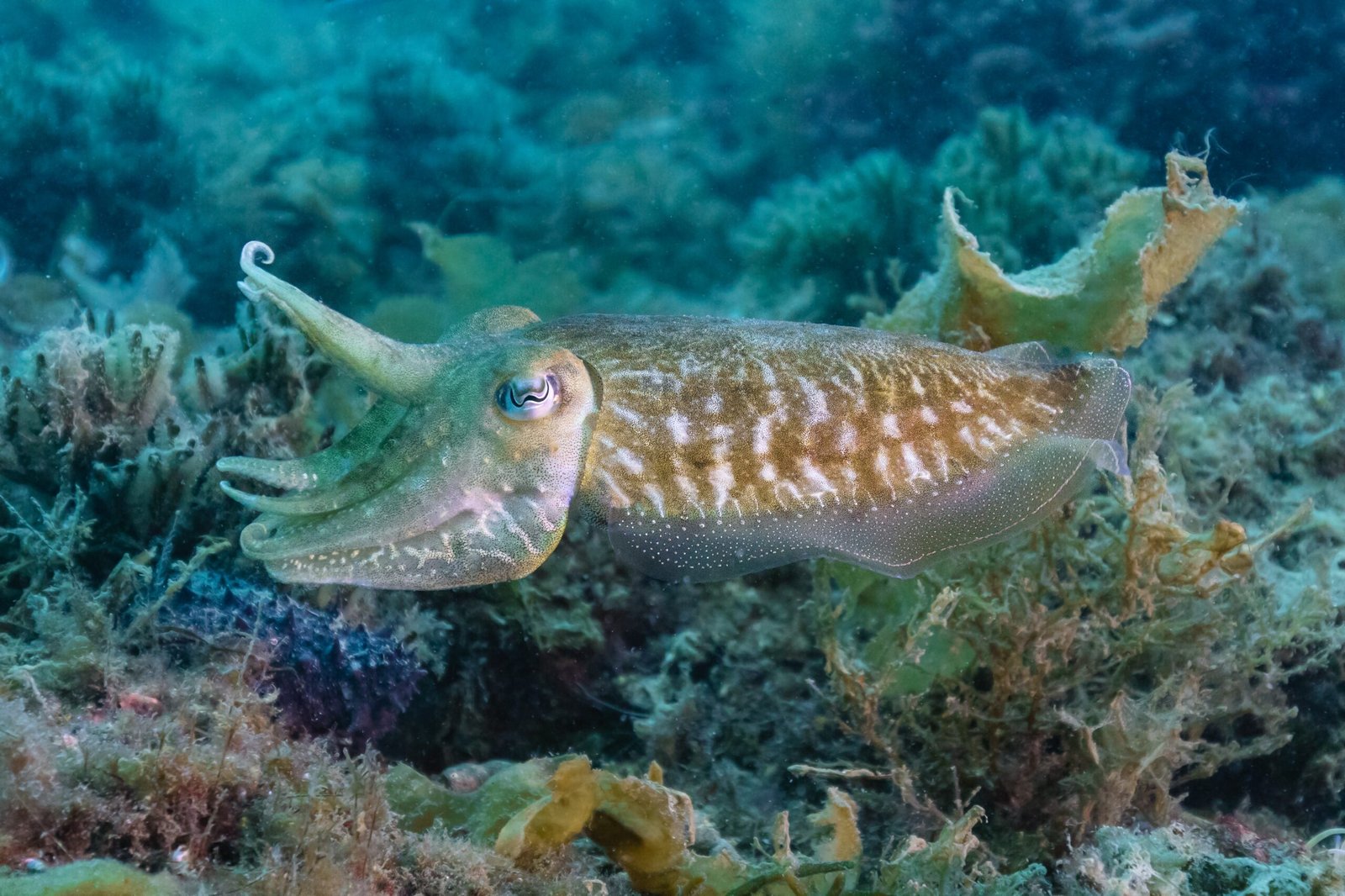 Predator and Prey: The Visual Arms Race (image credits: wikimedia)