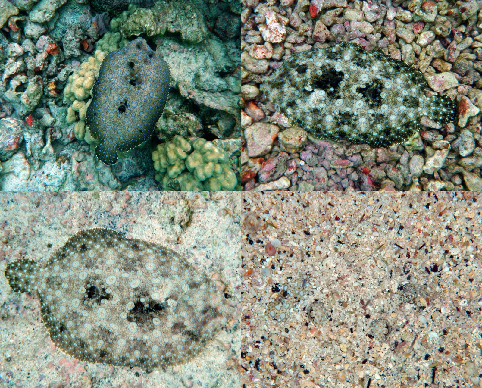 What We Can Learn from the Underwater World (image credits: wikimedia)