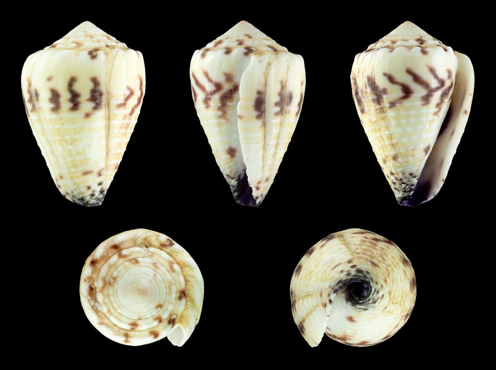 Venom That Rivals the Deadliest Creatures (image credits: wikimedia)