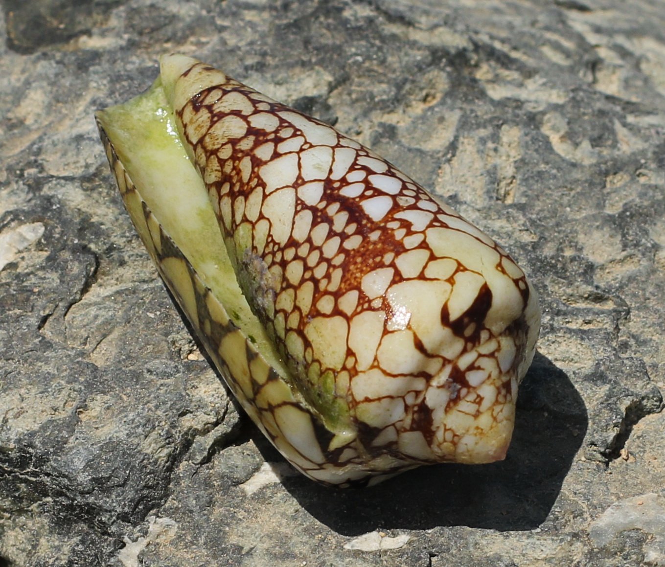 Medical Breakthroughs from Deadly Venom (image credits: wikimedia)