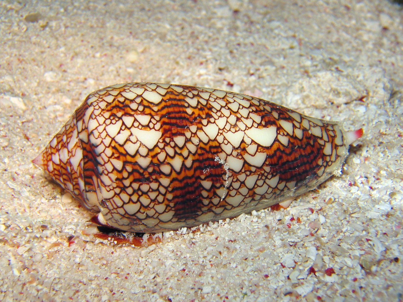 Conservation Concerns: Threats to a Marvel (image credits: wikimedia)