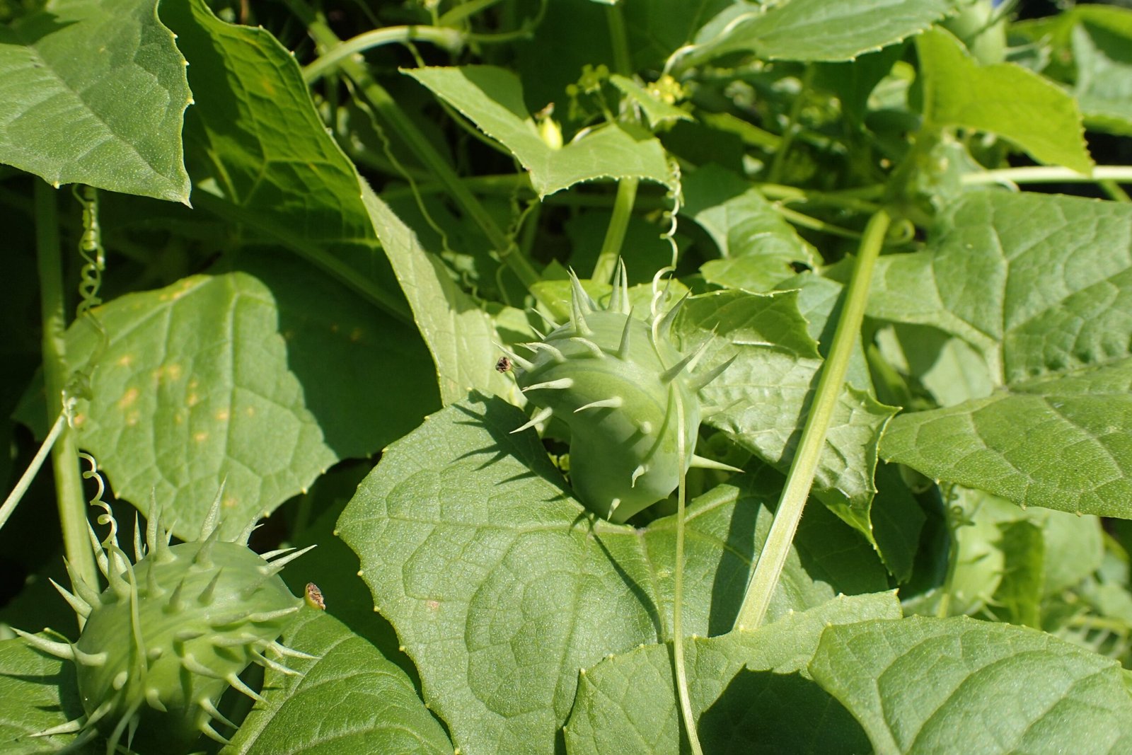 What Is the Exploding Cucumber? (image credits: wikimedia)