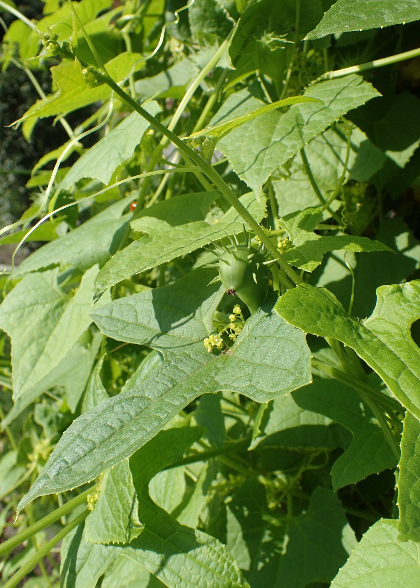 Ecballium Elaterium: The Plant’s Life Cycle (image credits: wikimedia)