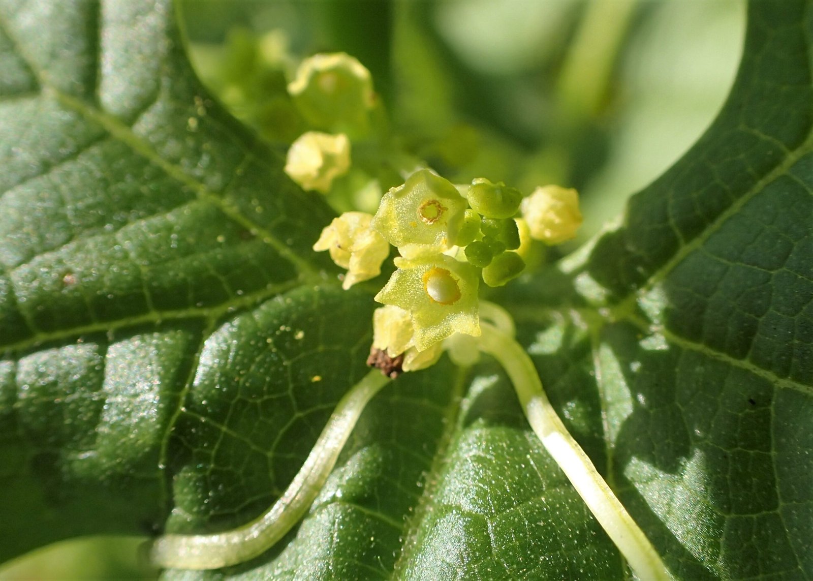 Not Just a Party Trick: The Plant’s Role in the Ecosystem (image credits: wikimedia)
