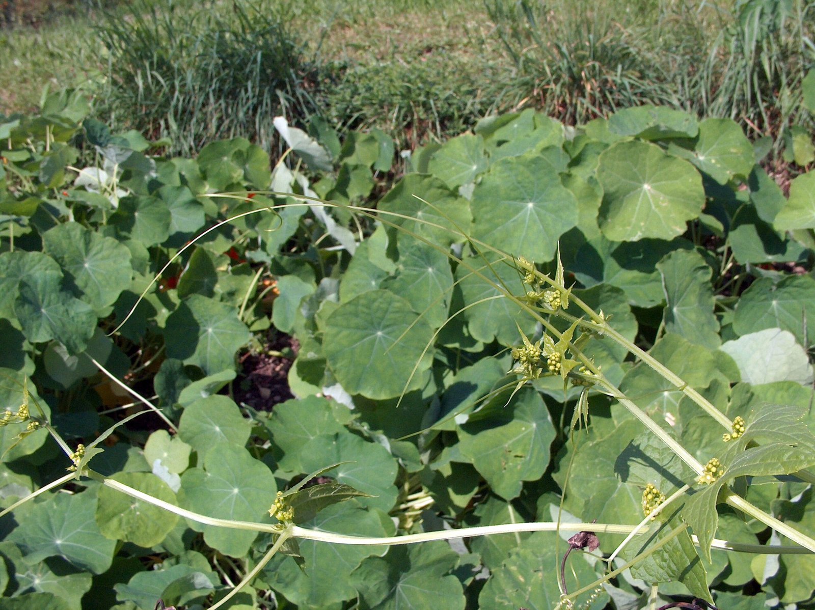 A Warning: Toxicity and Human Interactions (image credits: wikimedia)