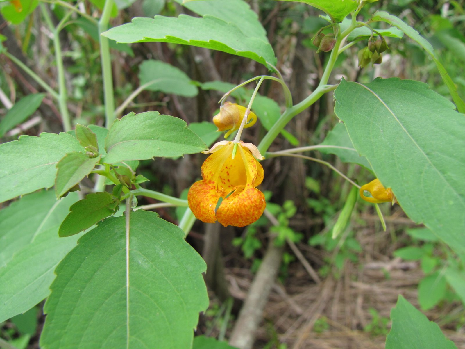 Similar Explosive Plants Around the World (image credits: wikimedia)