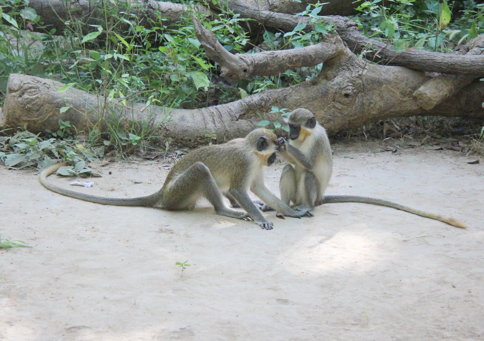 The Social Brain: Living and Thriving Together (image credits: wikimedia)