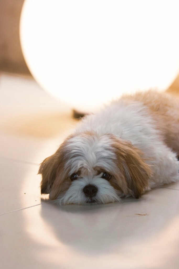 The Human Connection: What Animal Minds Reveal About Ourselves