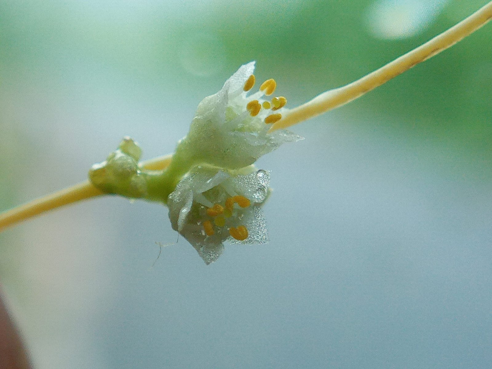 How Dodder Finds Its Victims: The Power of Plant “Smell” (image credits: wikimedia)