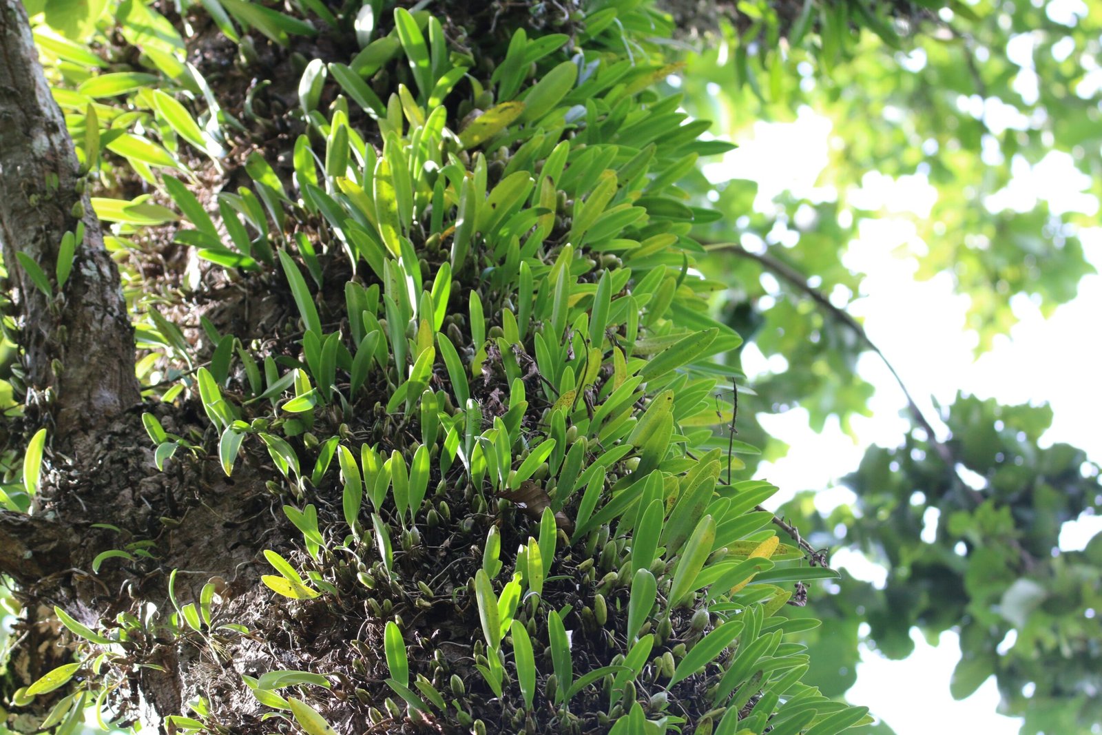 Haustoria: The Dodder’s Feeding Tubes (image credits: wikimedia)