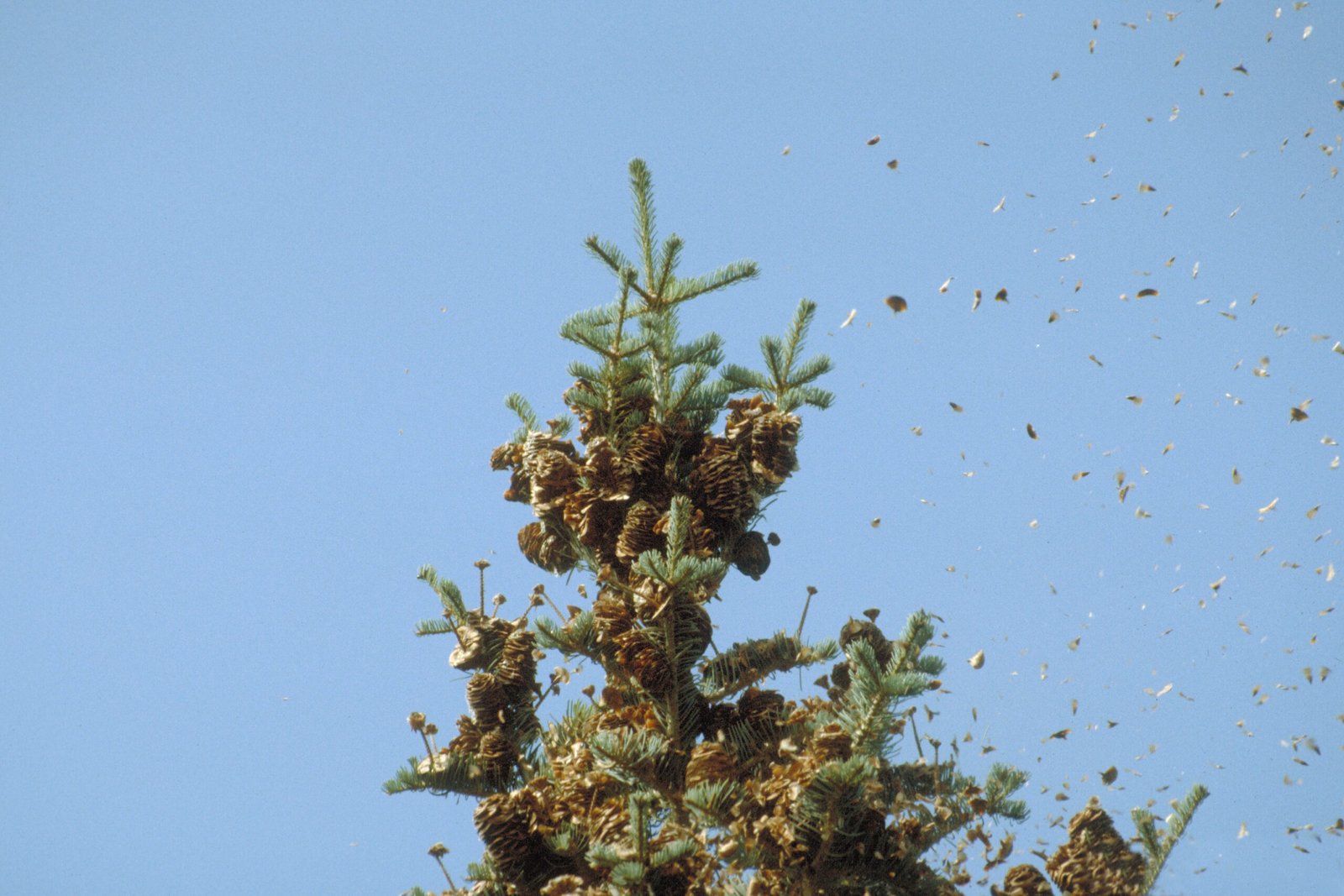 The Incredible Seed Dispersal Tactics (image credits: wikimedia)