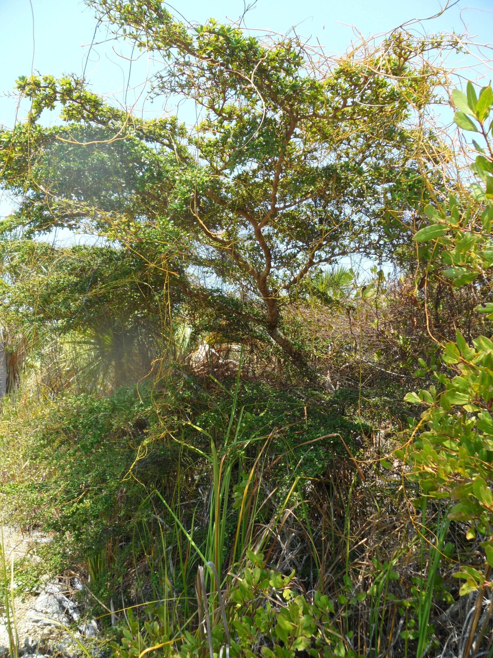The Global Reach of Dodder (image credits: wikimedia)
