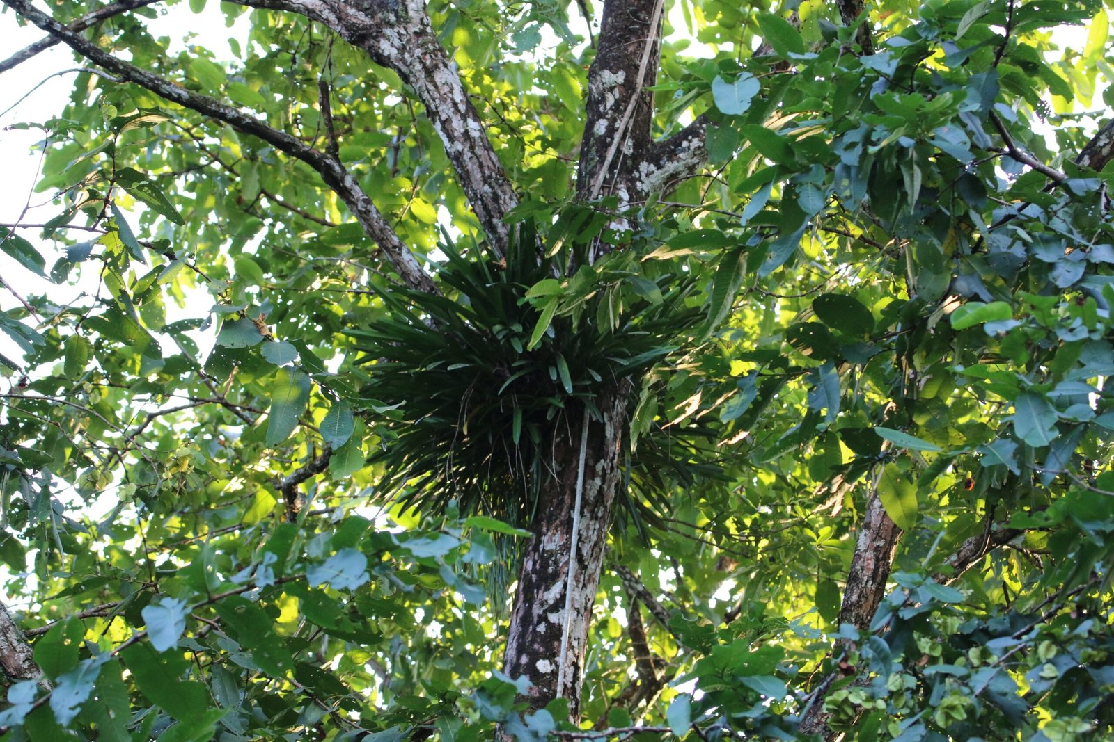 Dodder’s Role in Scientific Research (image credits: wikimedia)