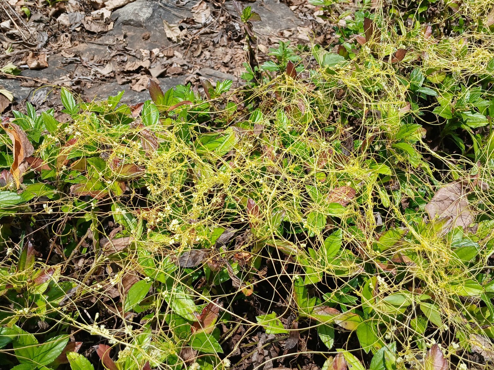 Human Approaches to Dodder Control (image credits: wikimedia)