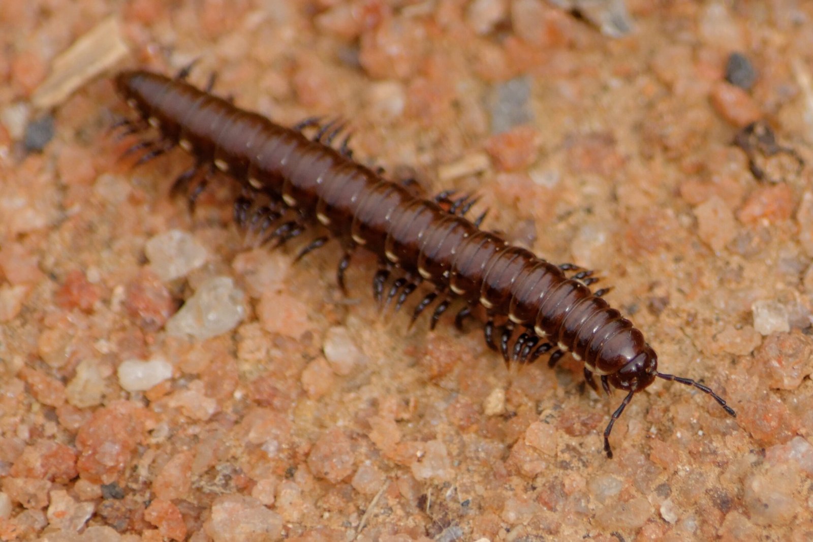 The Millipede Myth: A Century-Old Misconception (image credits: wikimedia)