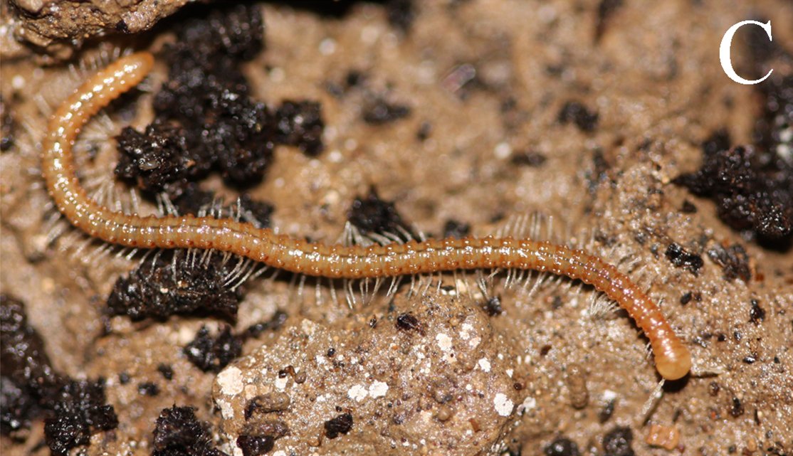 The Role of Extreme Environments in Evolution (image credits: wikimedia)