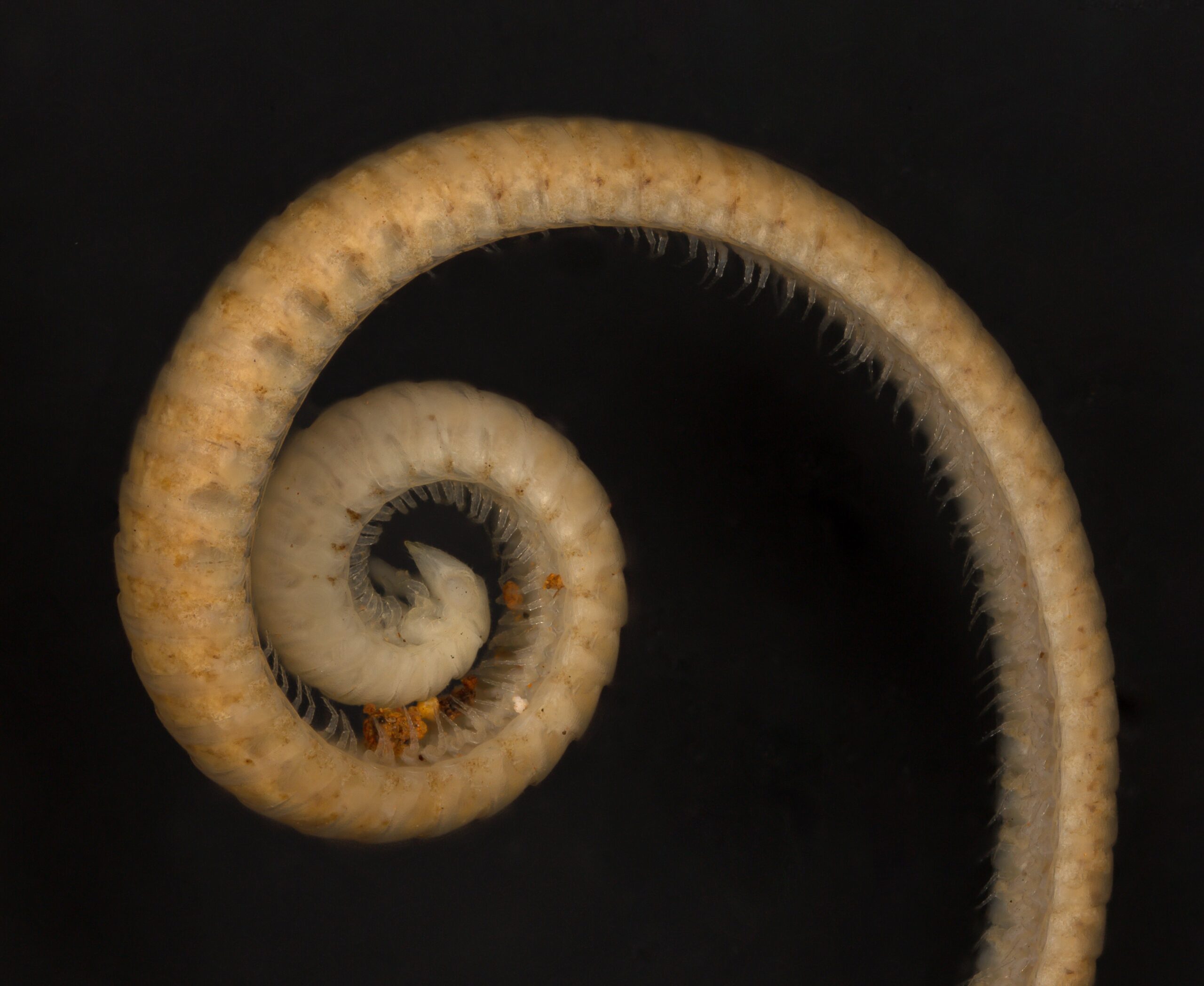 The Animal With the Most Legs Ever Discovered (Spoiler: It’s Not a Millipede)