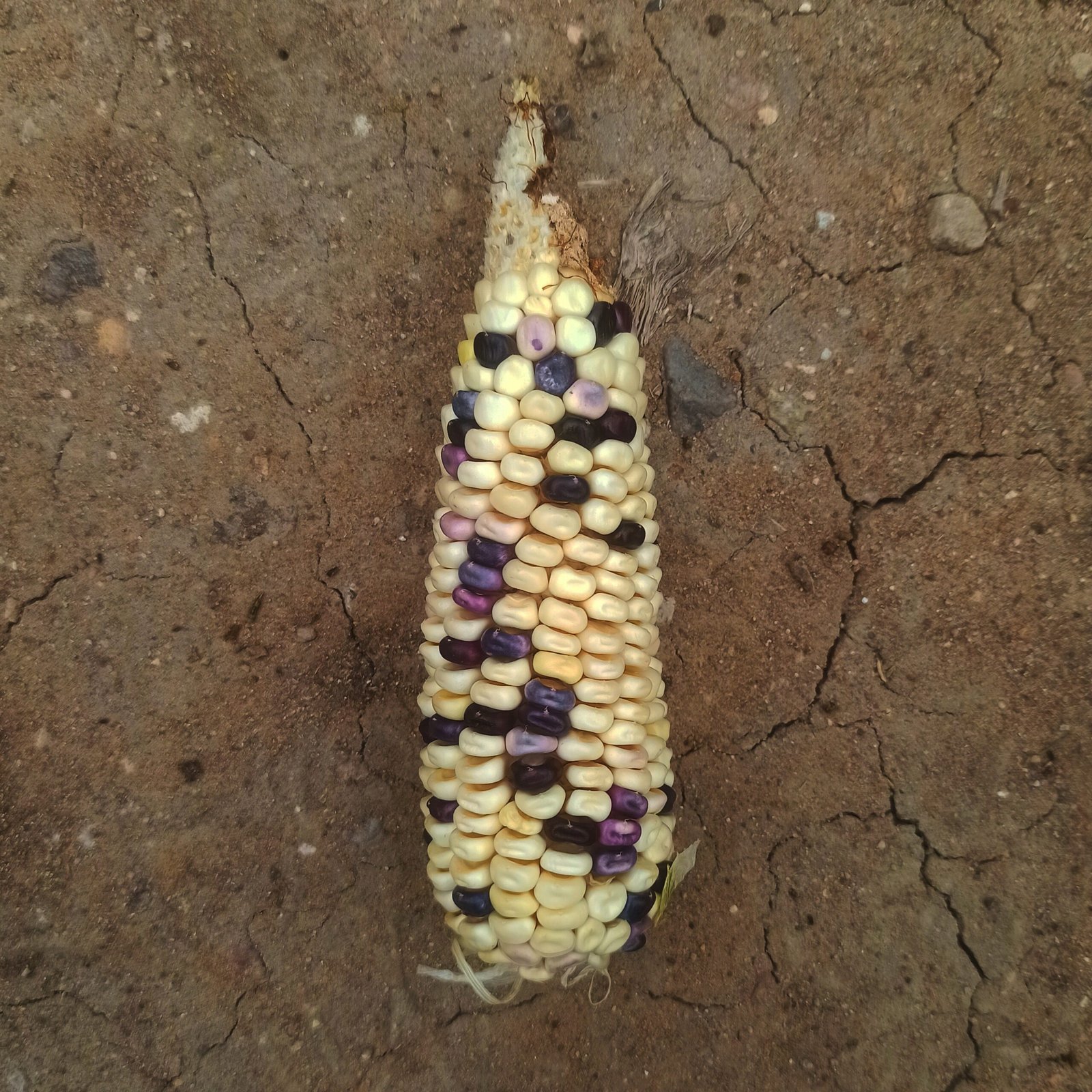 Maize Genetics: A Legacy of Innovation (image credits: wikimedia)