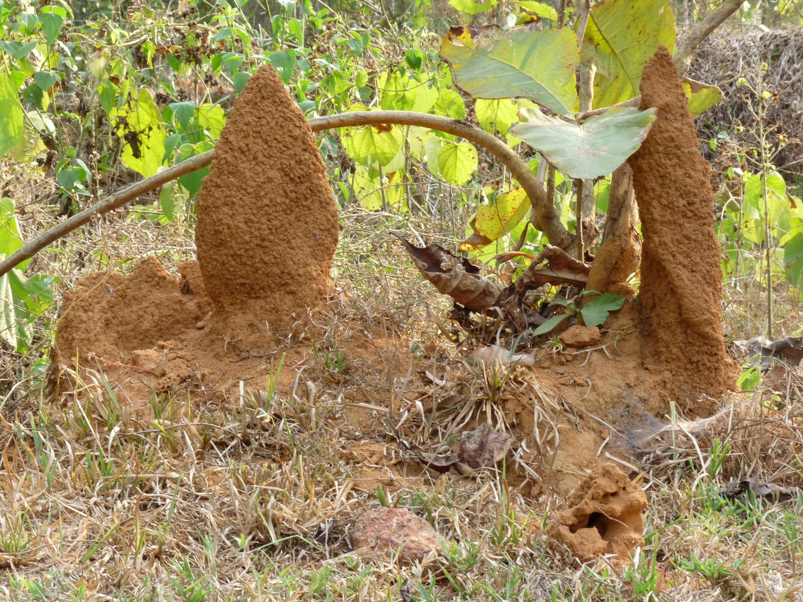 The Unsung Soil Makers (image credits: wikimedia)
