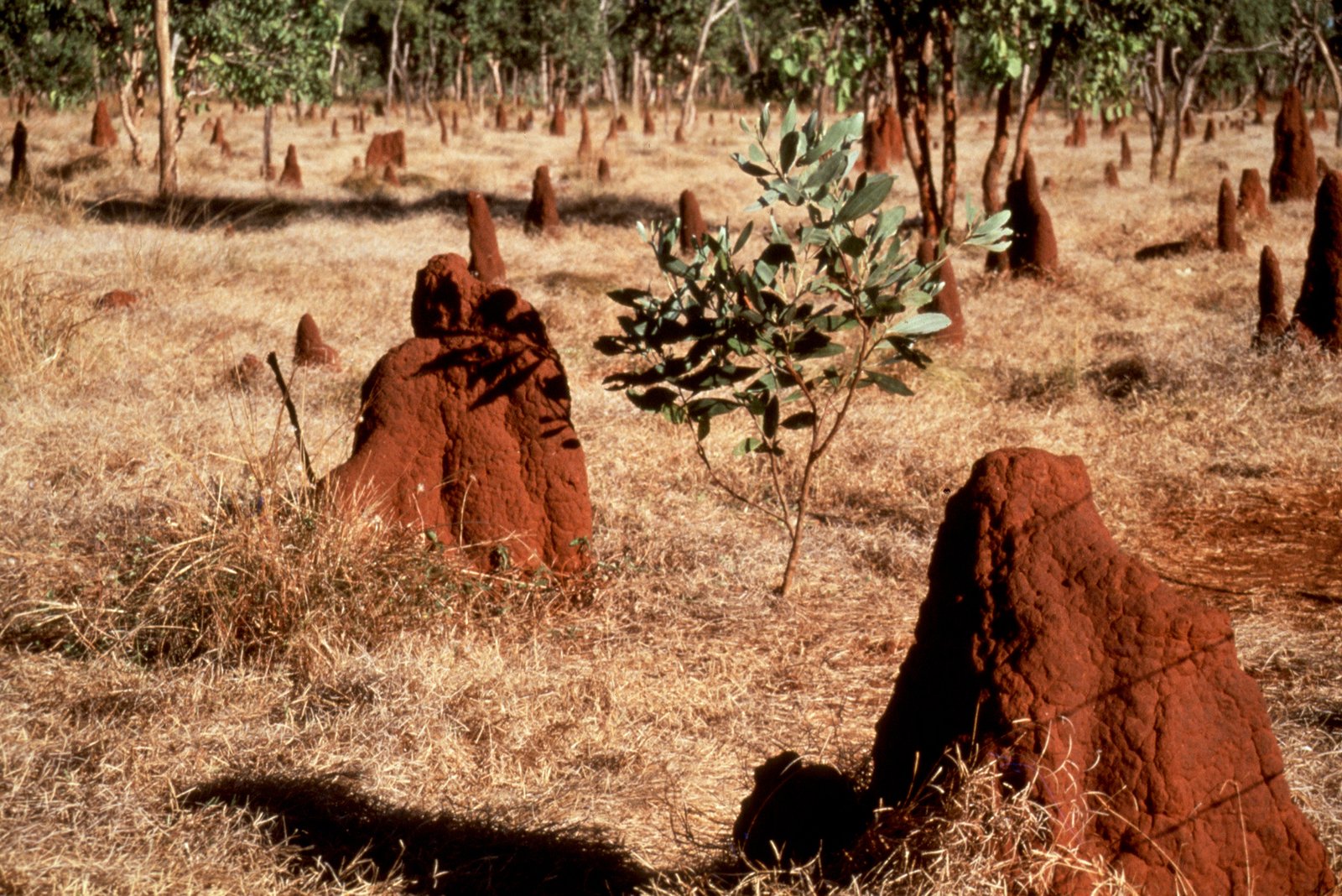 Termite Mounds: Hotspots for Other Life (image credits: wikimedia)