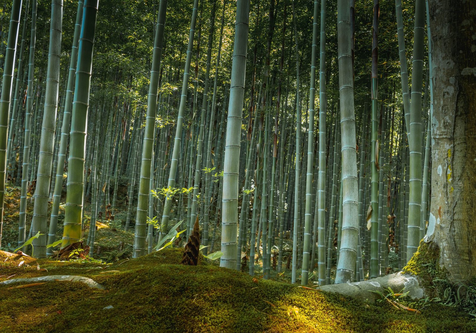 The Soundscape of Survival: Plants and Communication (image credits: wikimedia)