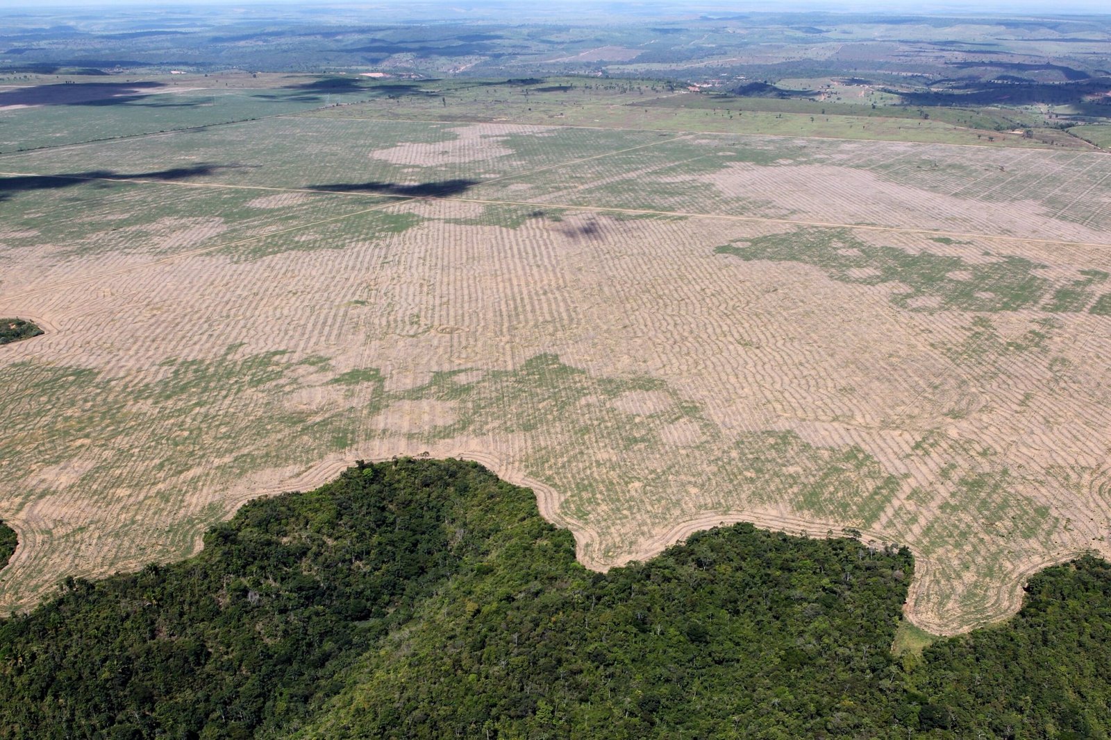 Would Deforestation Still Be Ignored? (image credits: wikimedia)