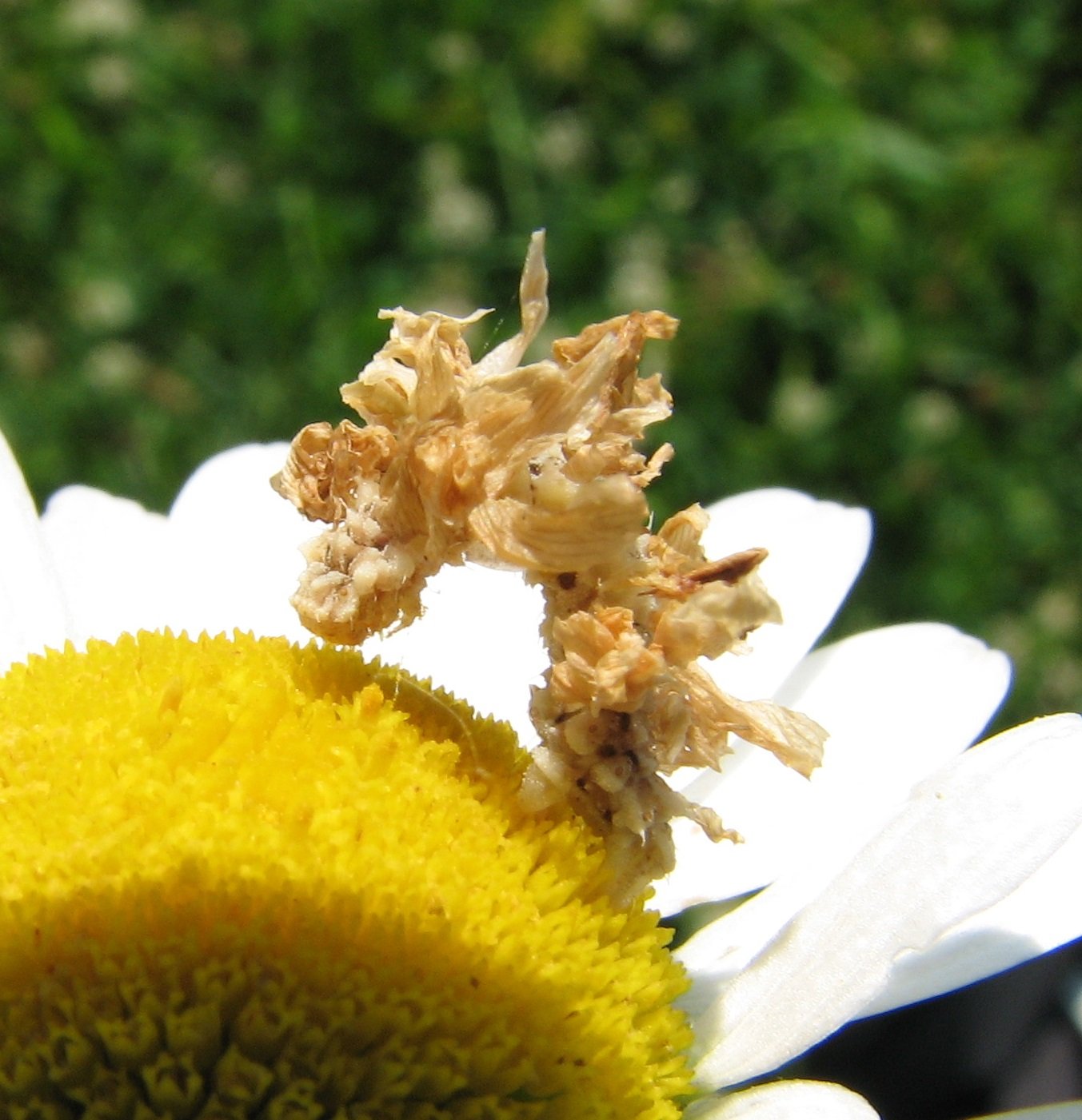A Master of Disguise in the Insect World (image credits: wikimedia)