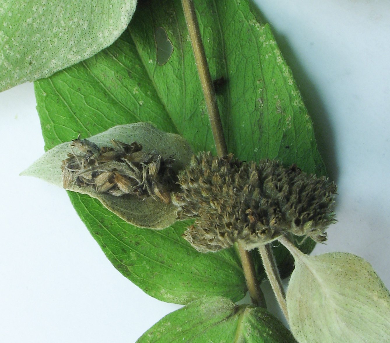From Predator to Prey: The Looper’s Life Cycle (image credits: wikimedia)
