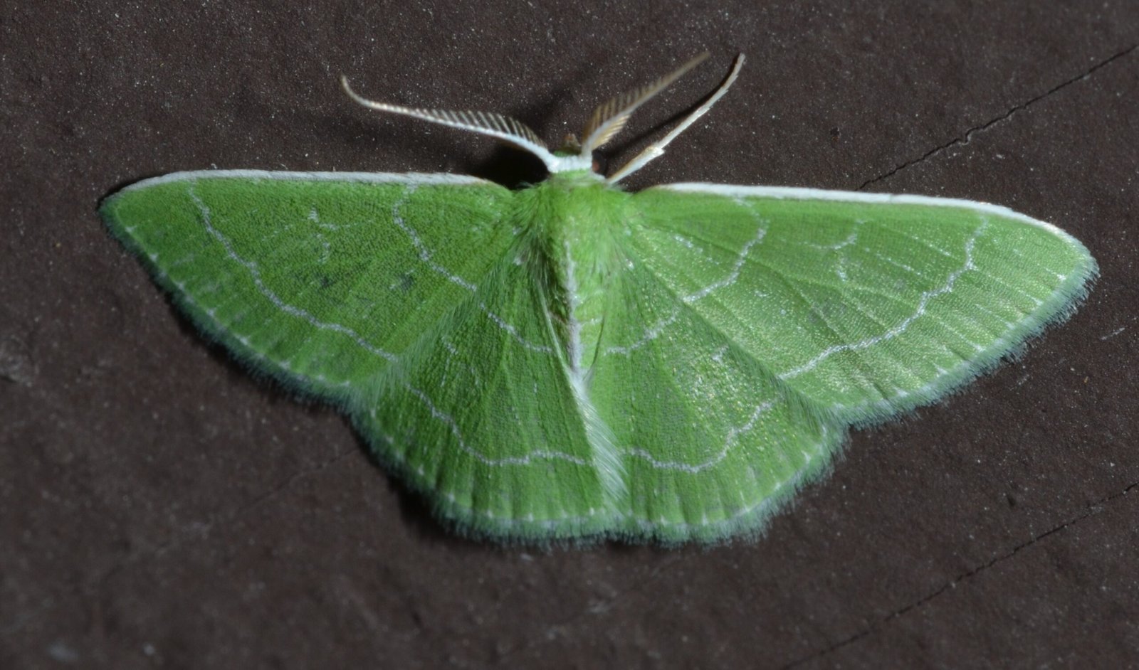 Remarkable Intelligence for a Tiny Insect (image credits: wikimedia)
