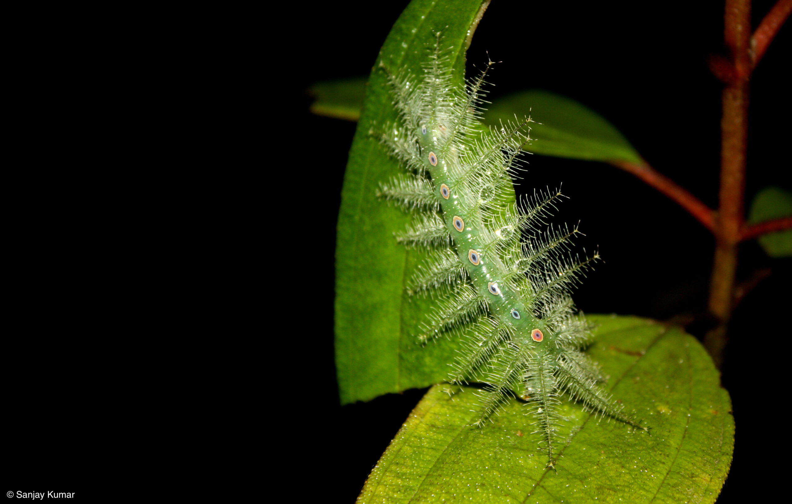 The Caterpillar That Wears Its Victims’ Skulls as Camouflage (Camouflaged Looper)